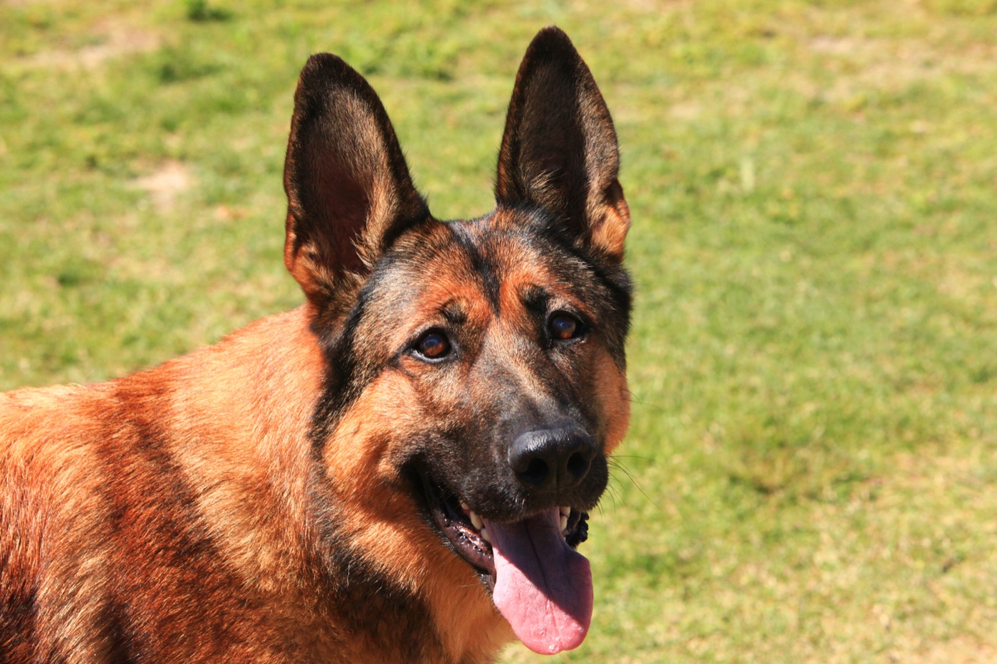 Lucca, a Belgian Malinois military working dog, waiting for a command at Camp Pendleton in July 2012