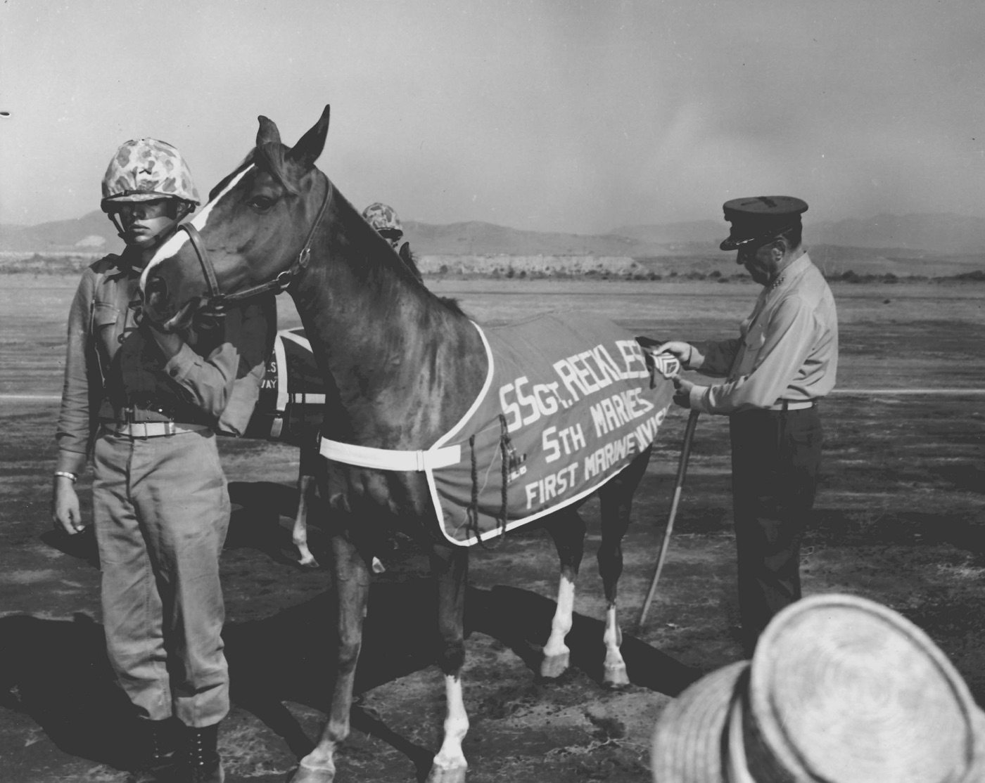 Sergeant Reckless, a small chestnut mare, at her promotion to Staff Sergeant at Camp Pendleton in 1959
